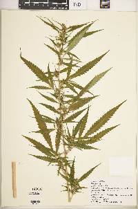 Cannabis sativa image