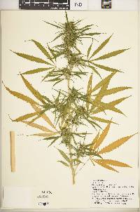 Cannabis sativa image