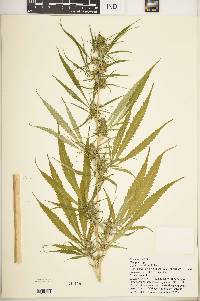 Cannabis sativa image