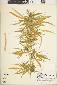 Cannabis sativa image