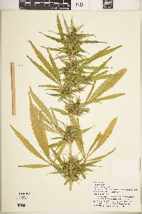 Cannabis sativa image