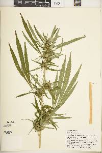 Cannabis sativa image