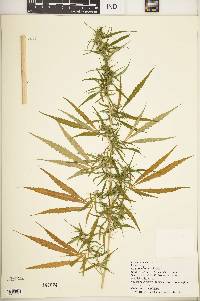 Cannabis sativa image