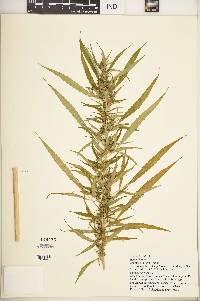 Cannabis sativa image