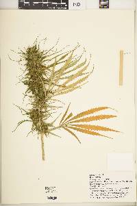 Cannabis sativa image