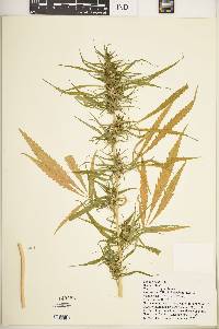 Cannabis sativa image