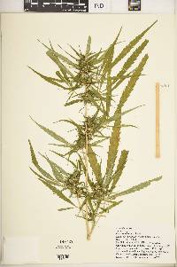 Cannabis sativa image