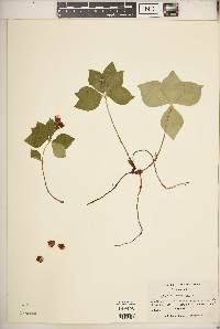 Cornus canadensis image