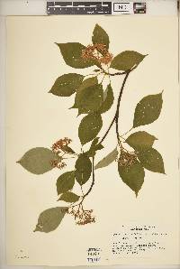 Cornus alternifolia image