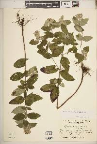 Pycnanthemum muticum image