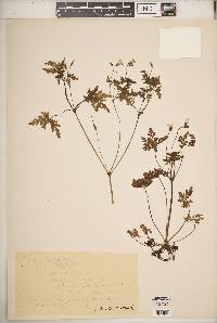 Geranium robertianum image