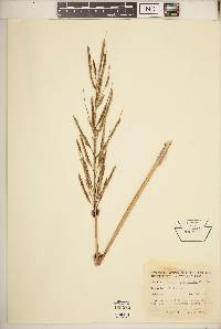 Spartina cynosuroides image