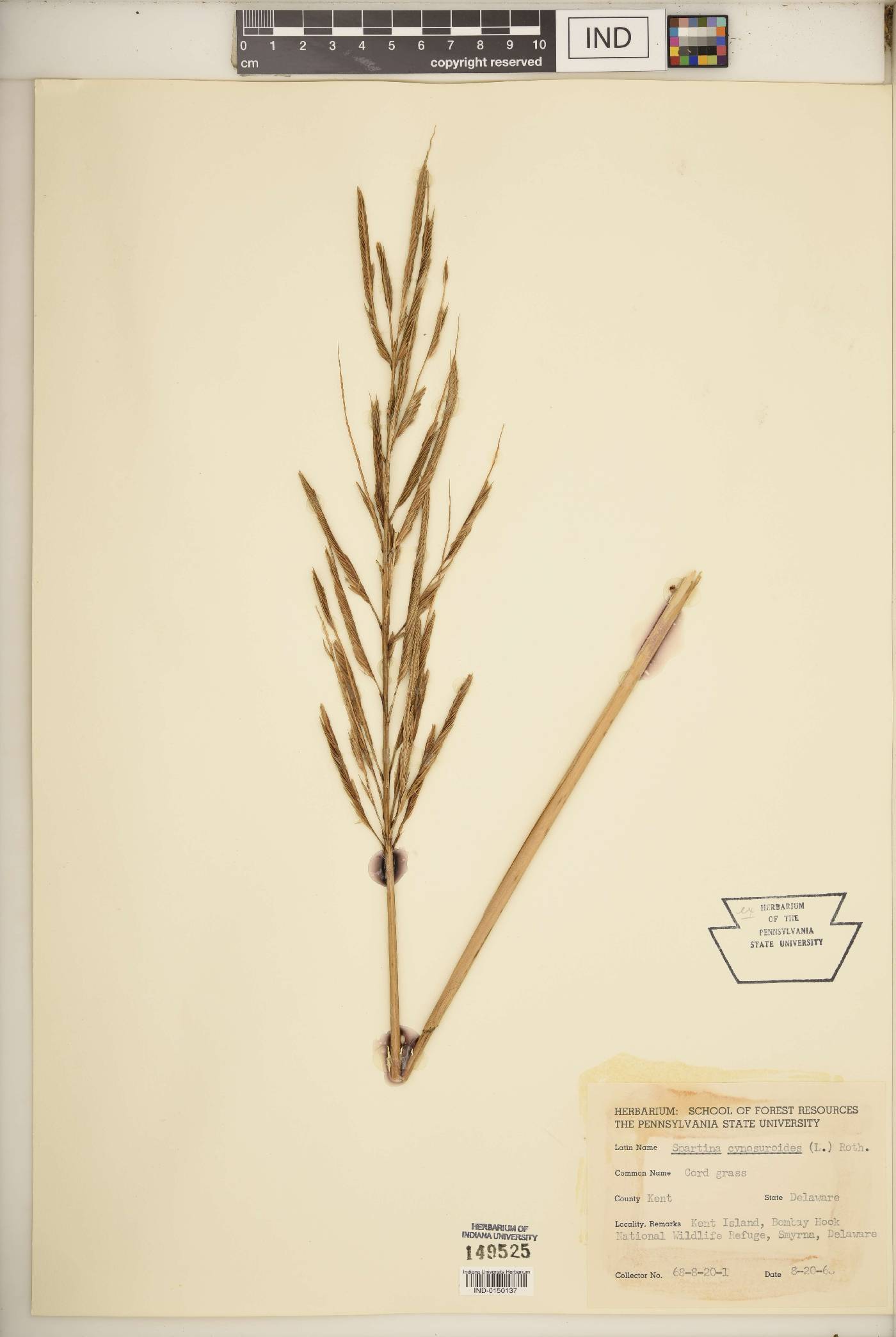 Spartina cynosuroides image