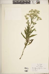 Eupatorium altissimum image