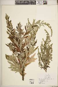 Artemisia vulgaris image