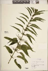 Urtica gracilis image