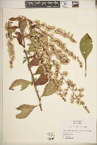 Solidago bicolor image