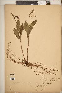 Cypripedium arietinum image