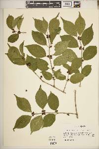 Lonicera maackii image