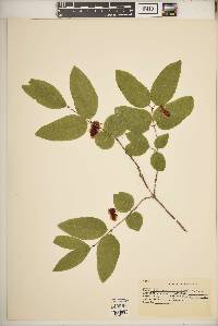 Lonicera canadensis image