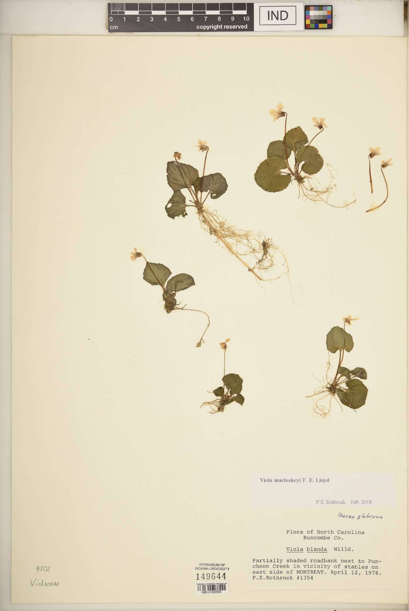 Viola macloskeyi image
