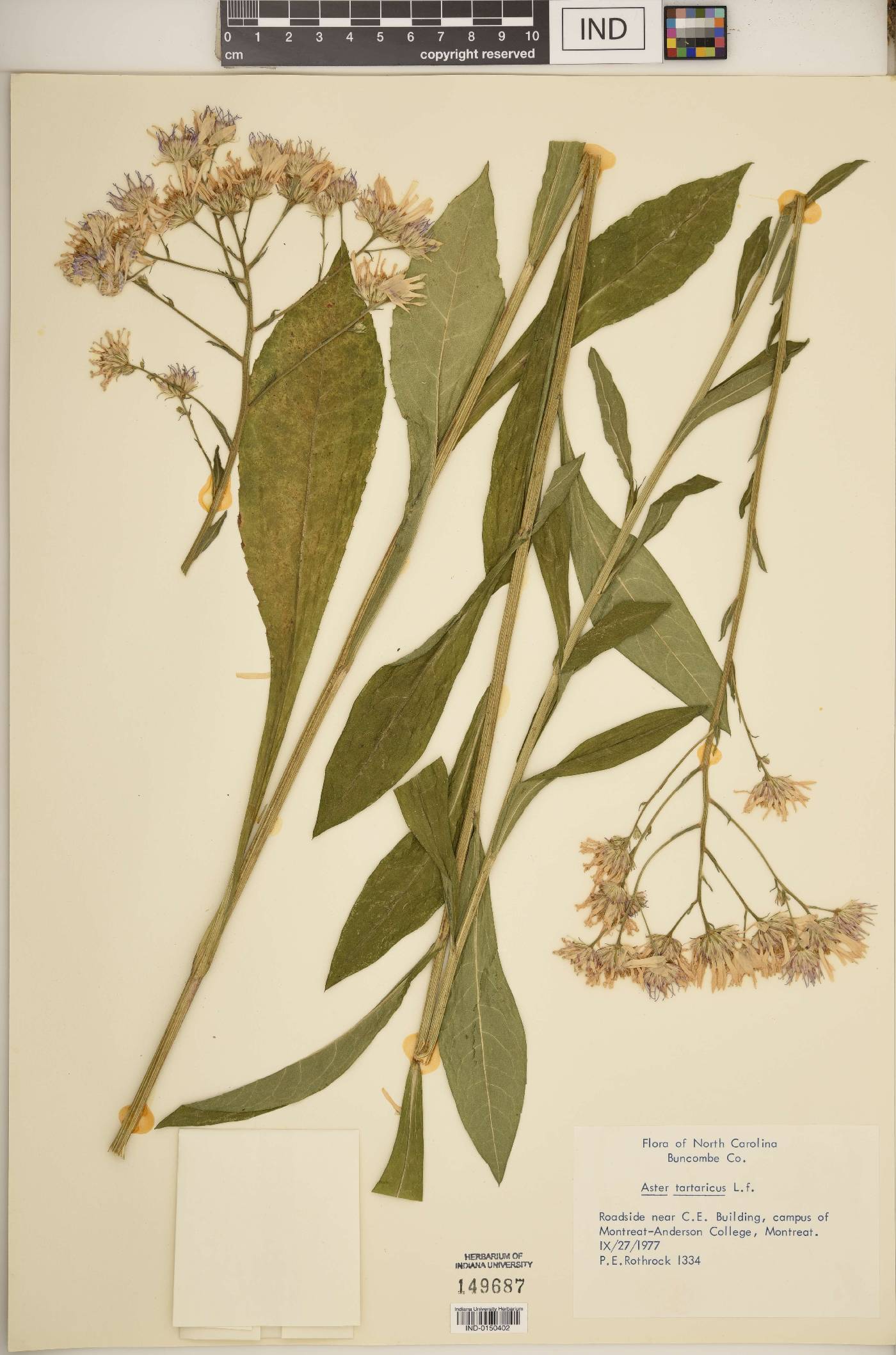 Aster tataricus image