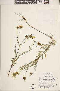 Bidens polylepis image