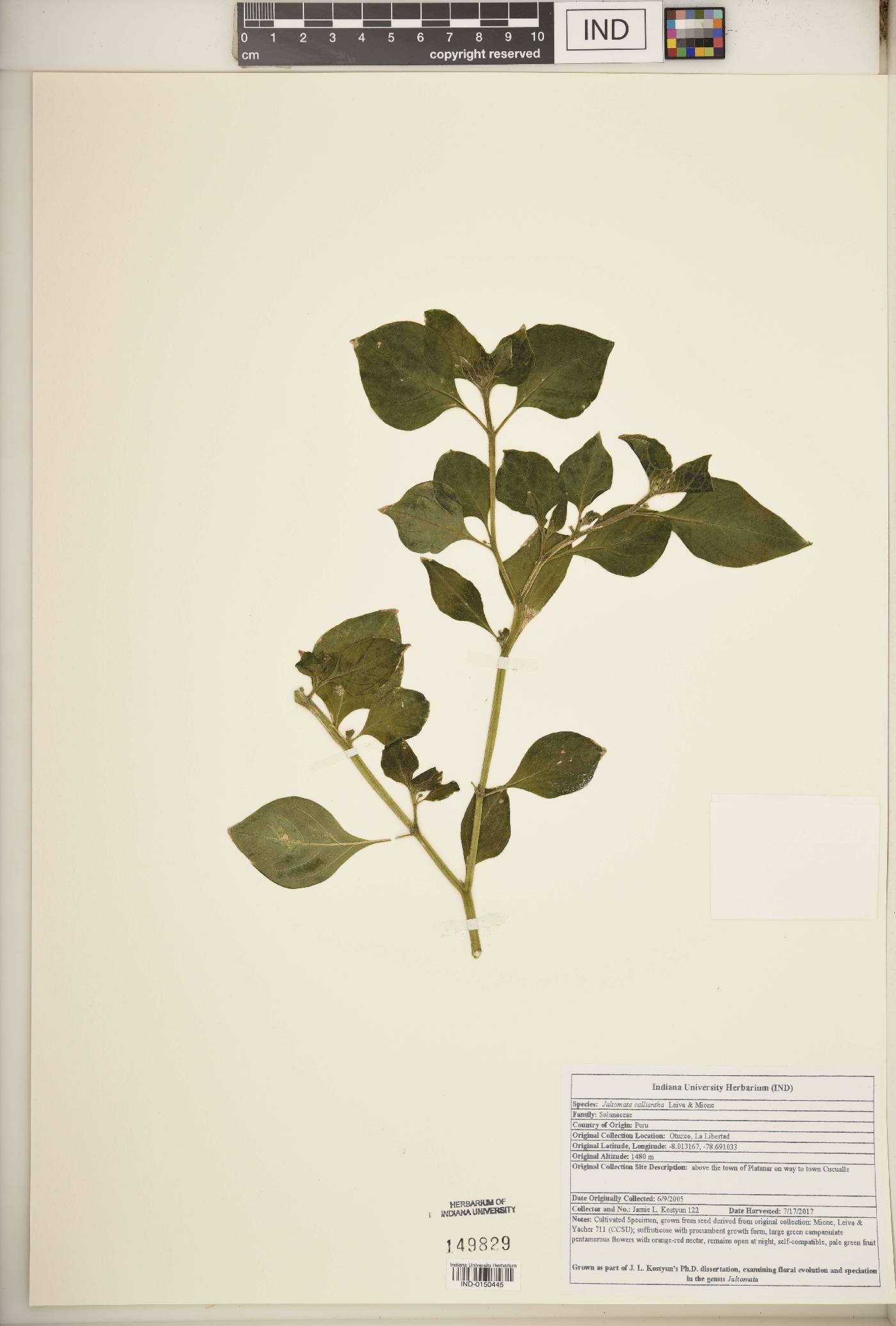 Jaltomata calliantha image