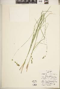Carex tenera var. echinodes image