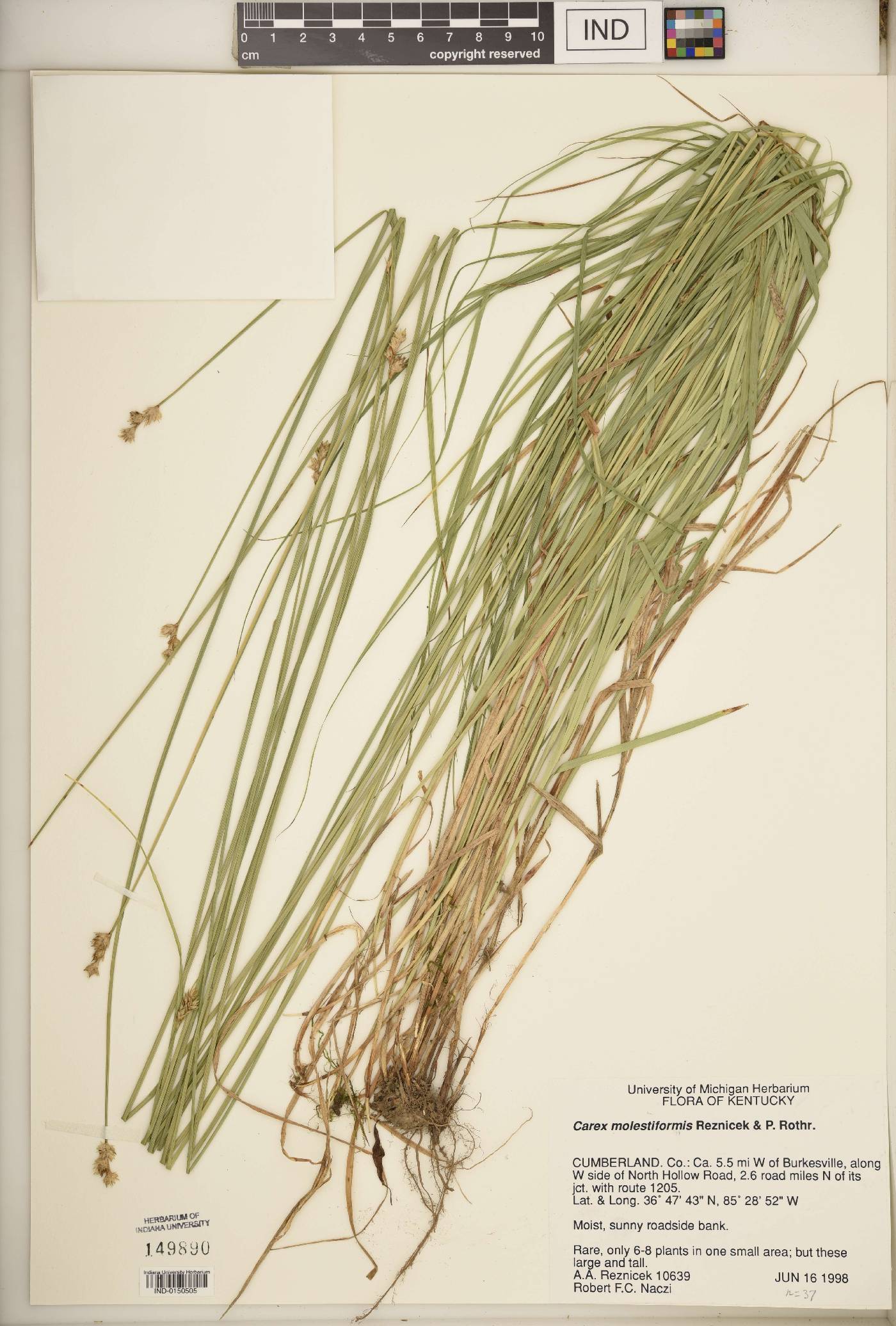 Carex molestiformis image