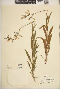 Penstemon hirsutus image