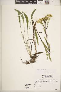 Solidago ohioensis image