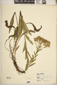 Solidago ohioensis image