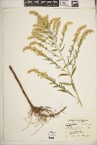 Solidago altissima subsp. altissima image