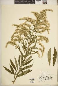 Solidago altissima subsp. altissima image