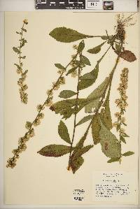 Solidago bicolor image