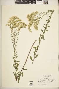 Solidago nemoralis subsp. decemflora image