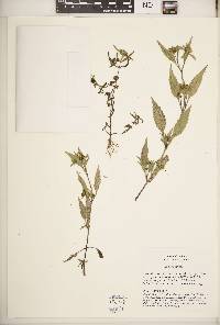 Eclipta prostrata image