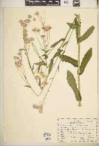 Erigeron philadelphicus var. philadelphicus image