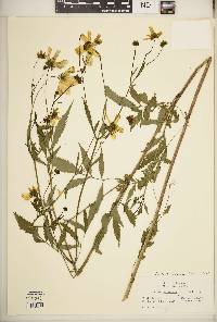 Bidens trichosperma image