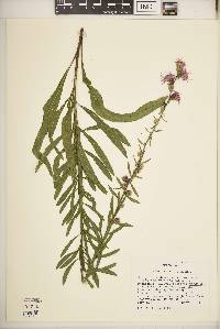 Liatris aspera image