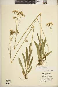 Hieracium piloselloides image