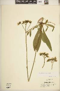 Hieracium caespitosum image