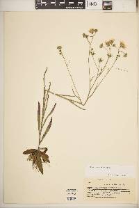 Hieracium umbellatum image