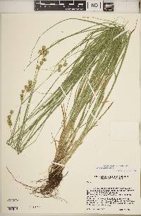 Carex normalis image