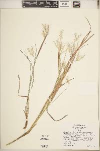 Andropogon virginicus var. virginicus image