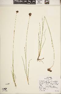 Juncus longistylis image