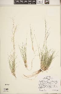 Aristida purpurea var. fendleriana image