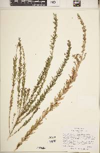 Lespedeza cuneata image