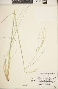 Hesperostipa comata image